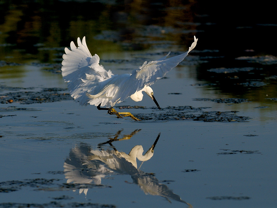 Egret