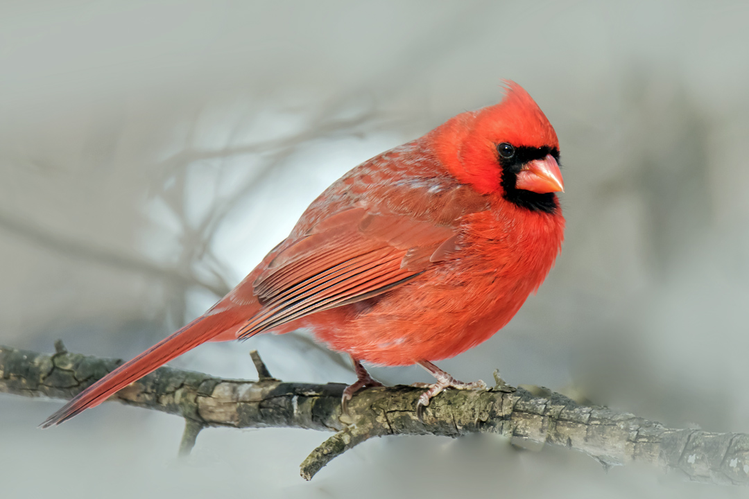 Male  Northern Cardinal