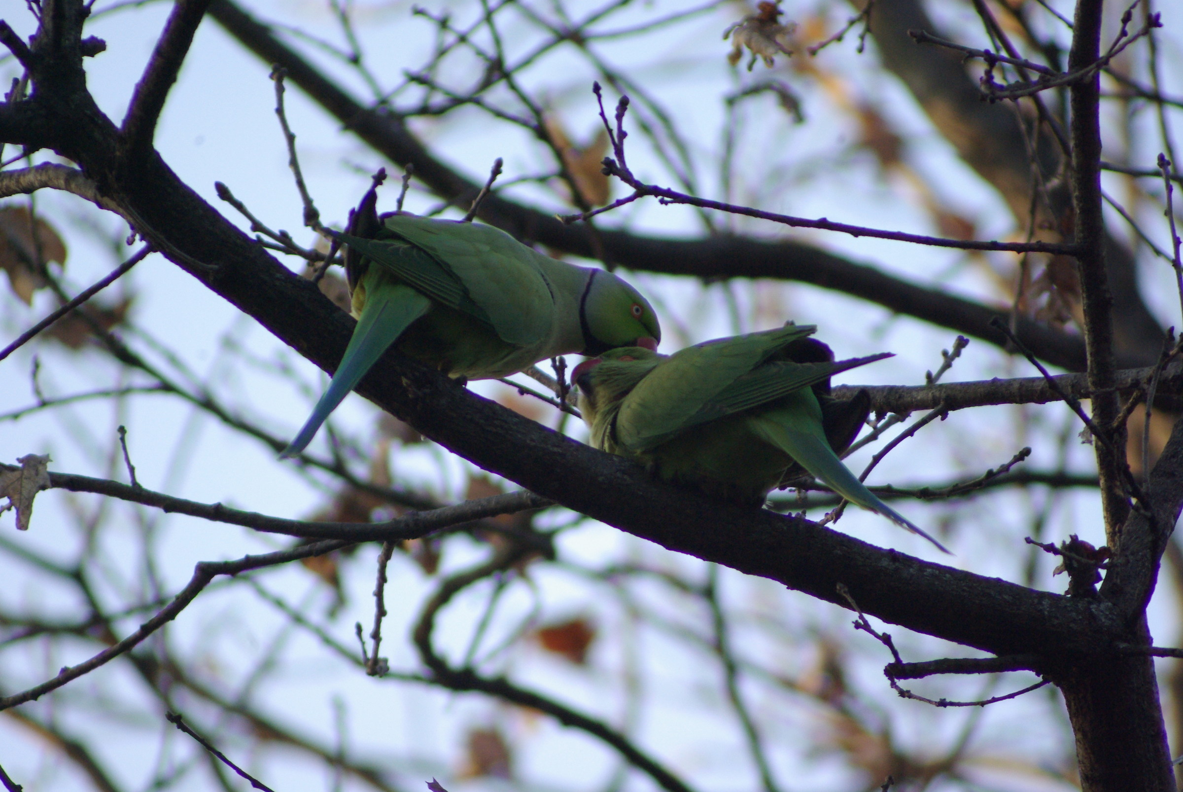 parakeets courtship