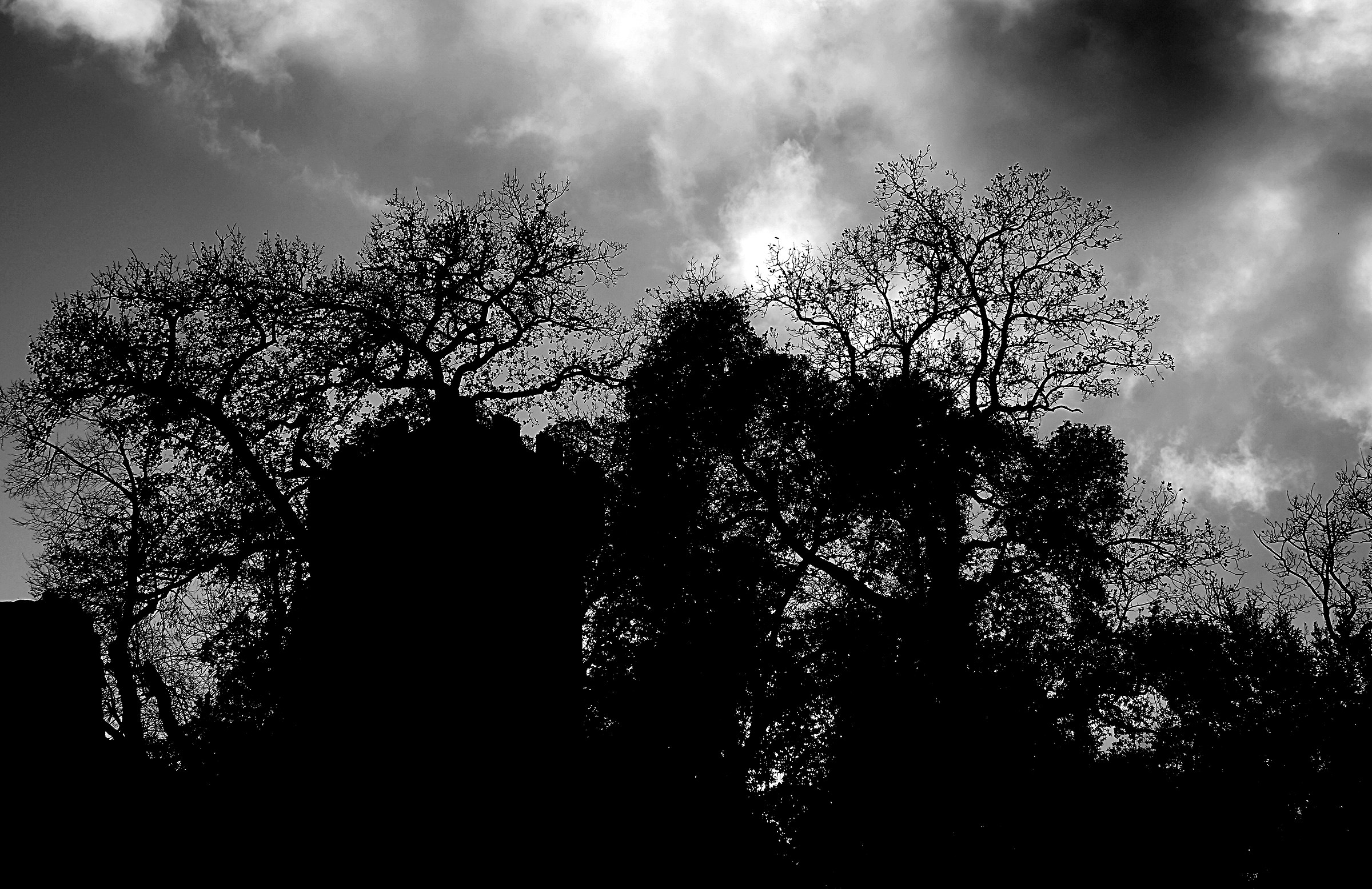 Rocca tra gli alberi in Bianco e Nero