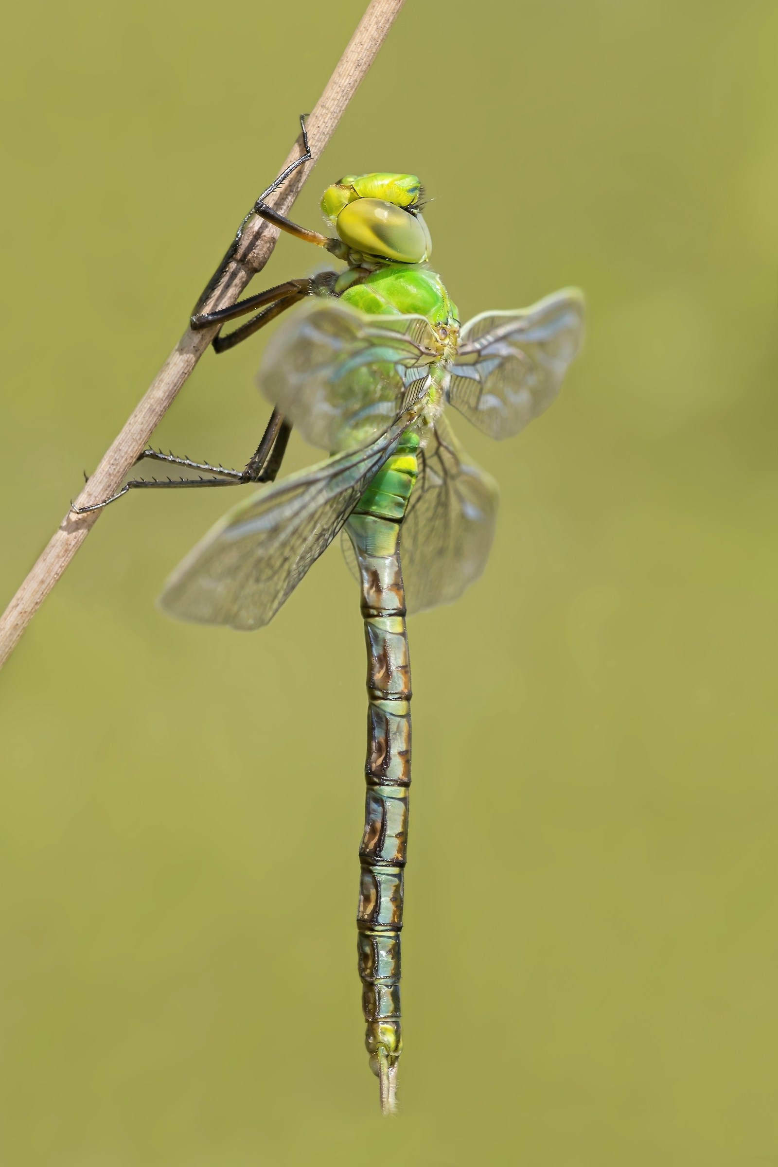 Anax imperator