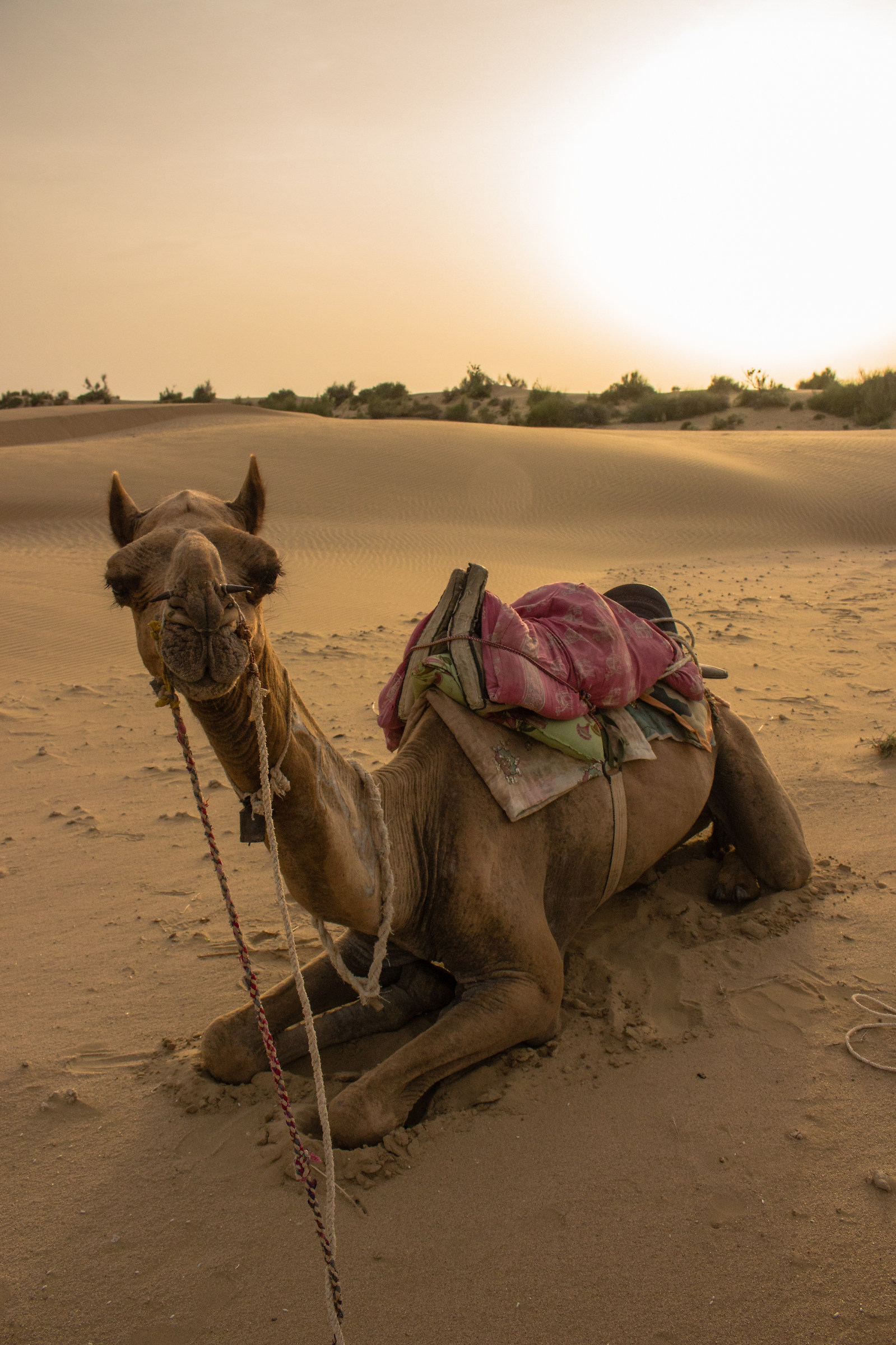 Come si fa a non amarlo?