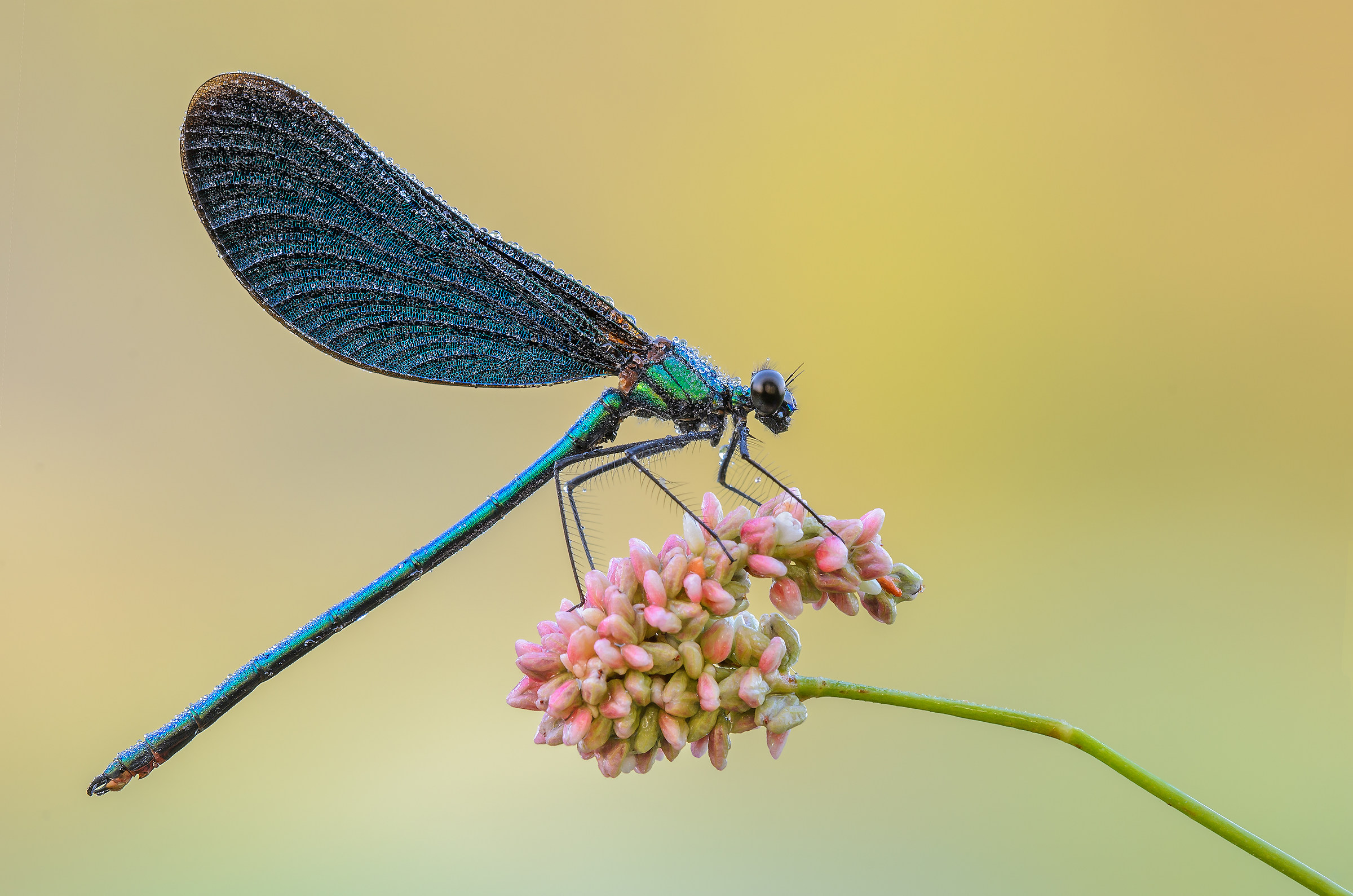 Calopteryx virgo