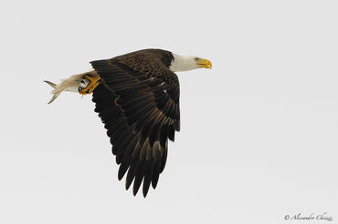 Haliaeetus leucocephalus