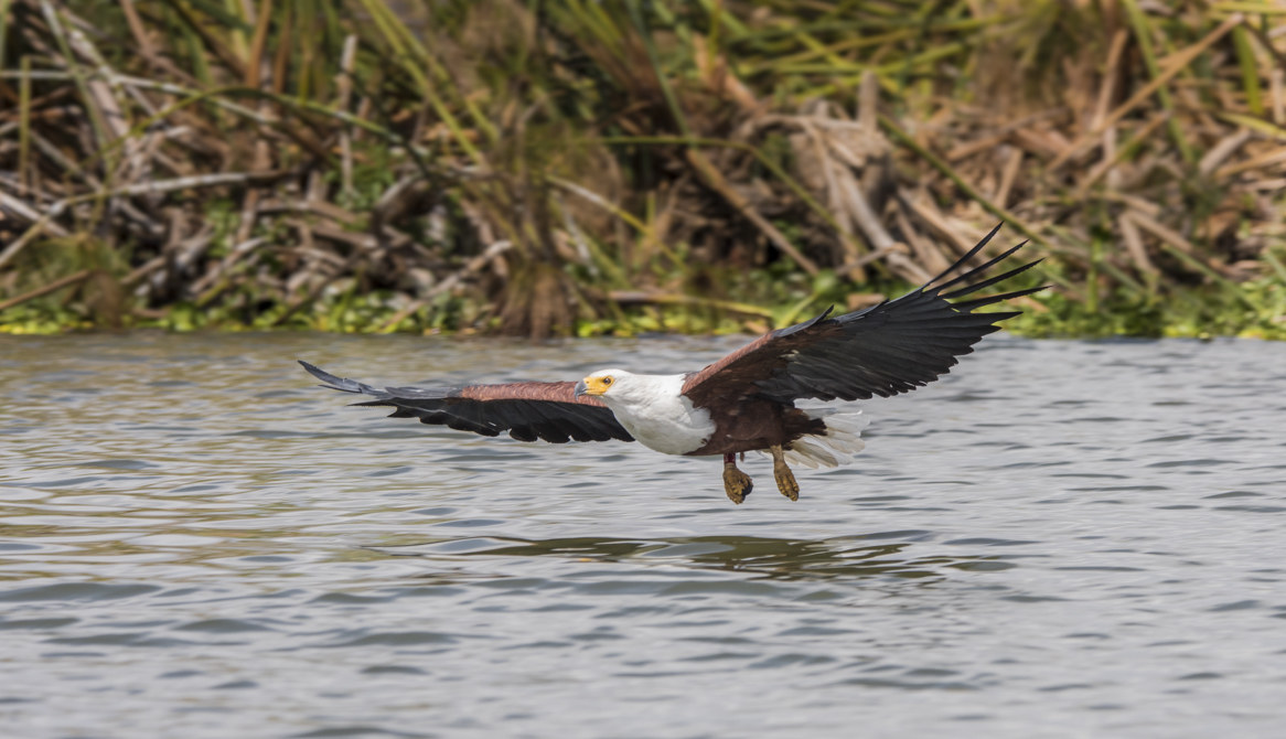 Aquila Pescatrice Africana