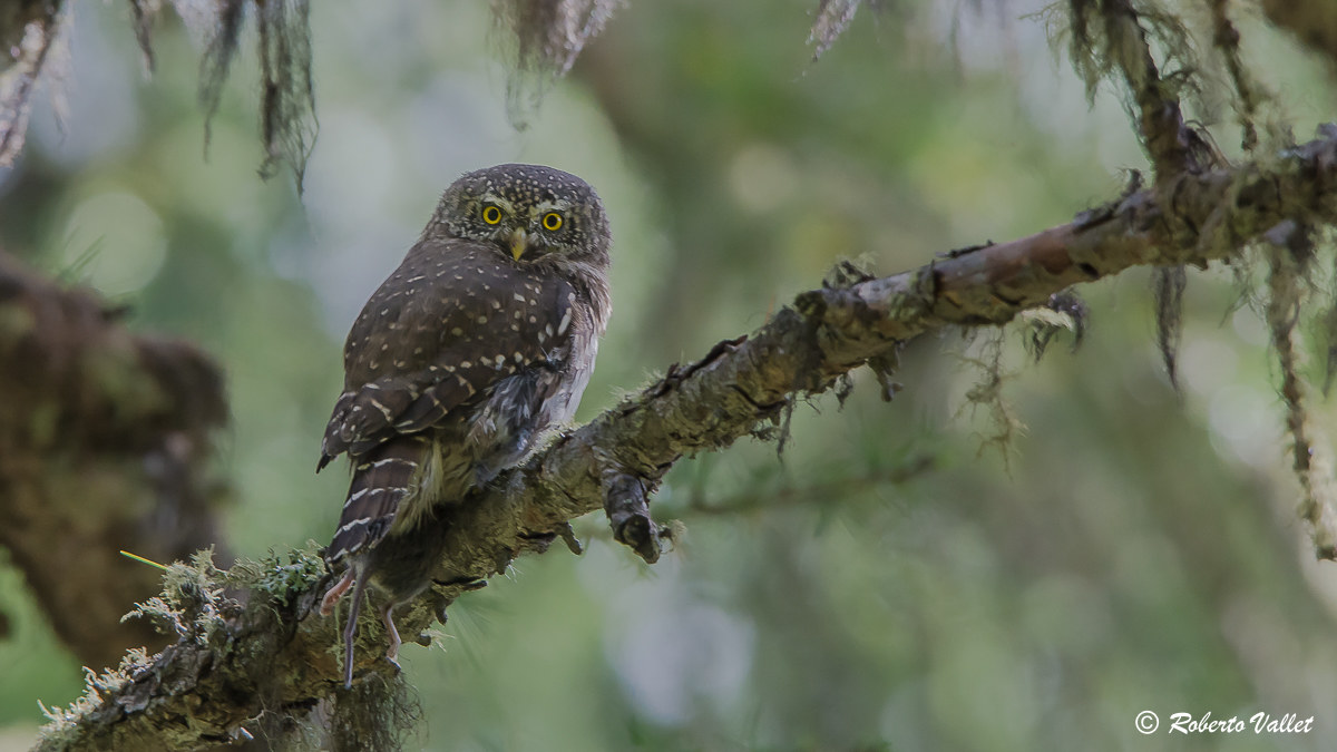 ... Hunter with prey!