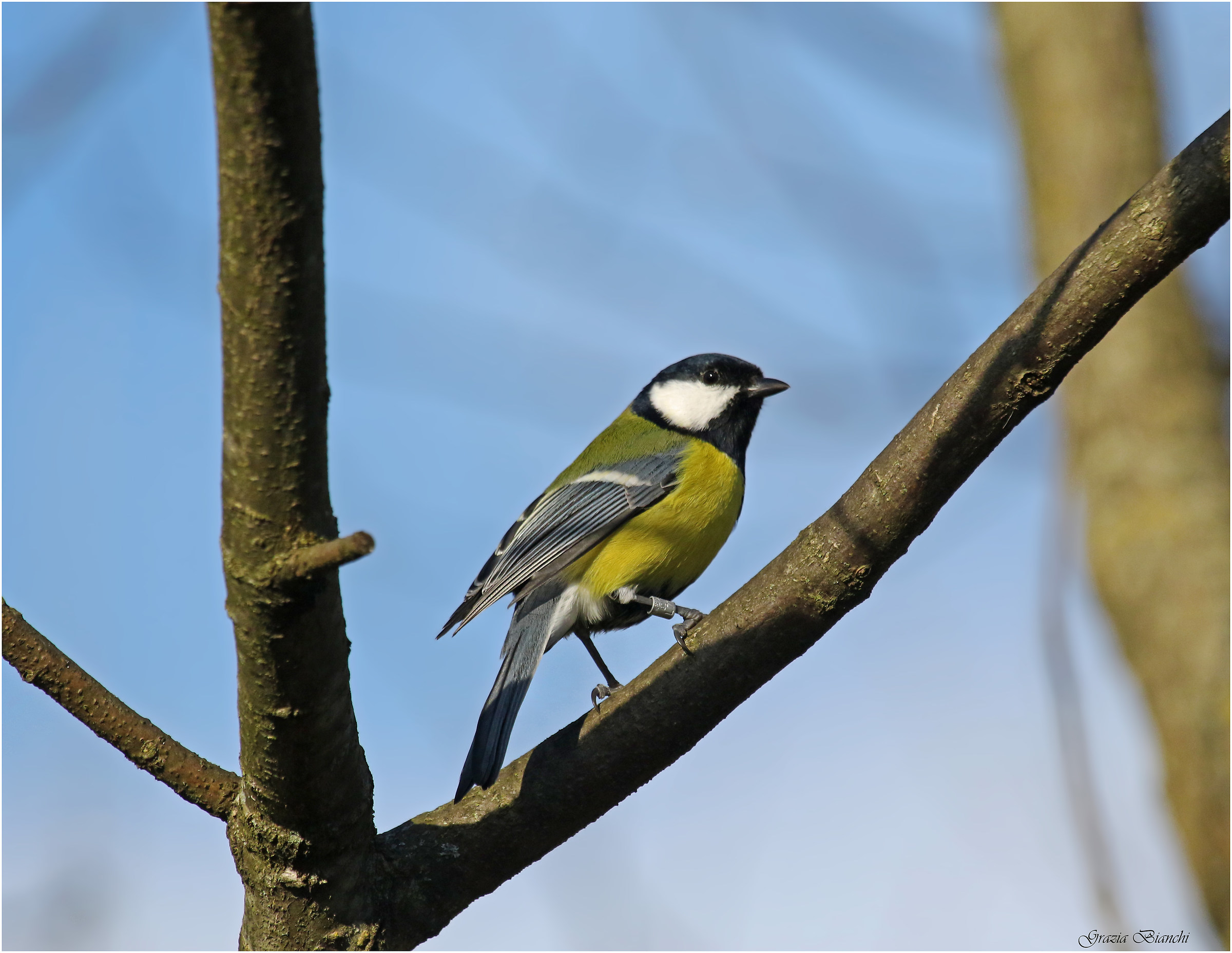 Cinciallegra - La Piana