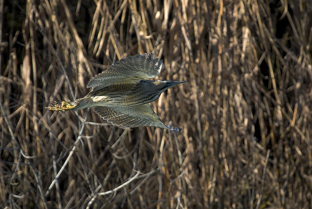 bittern at noon