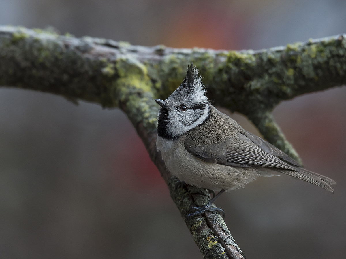 Crested Tit 3