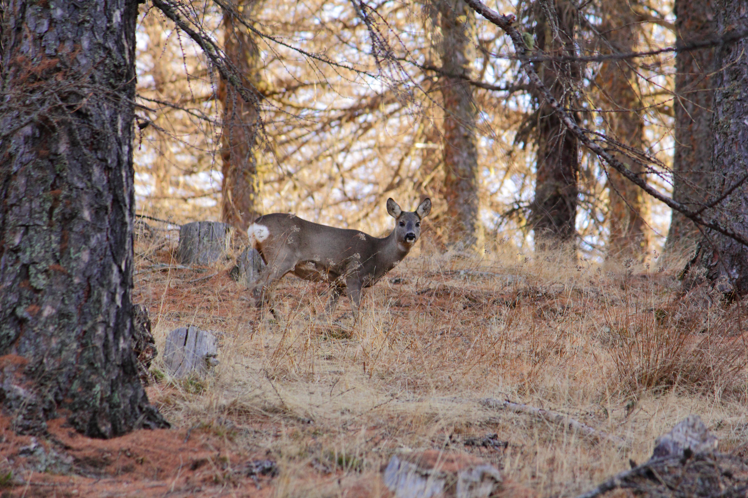 to the shelter Selleries
