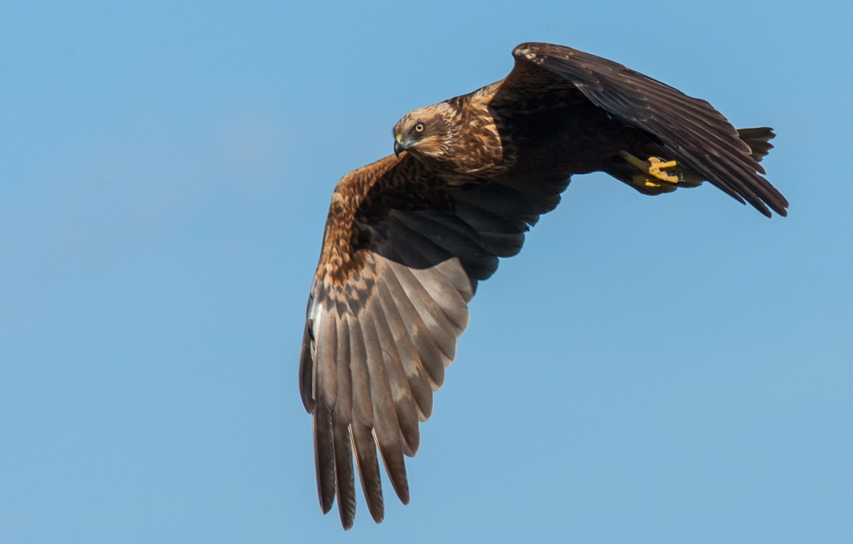 Marsh Harrier 3