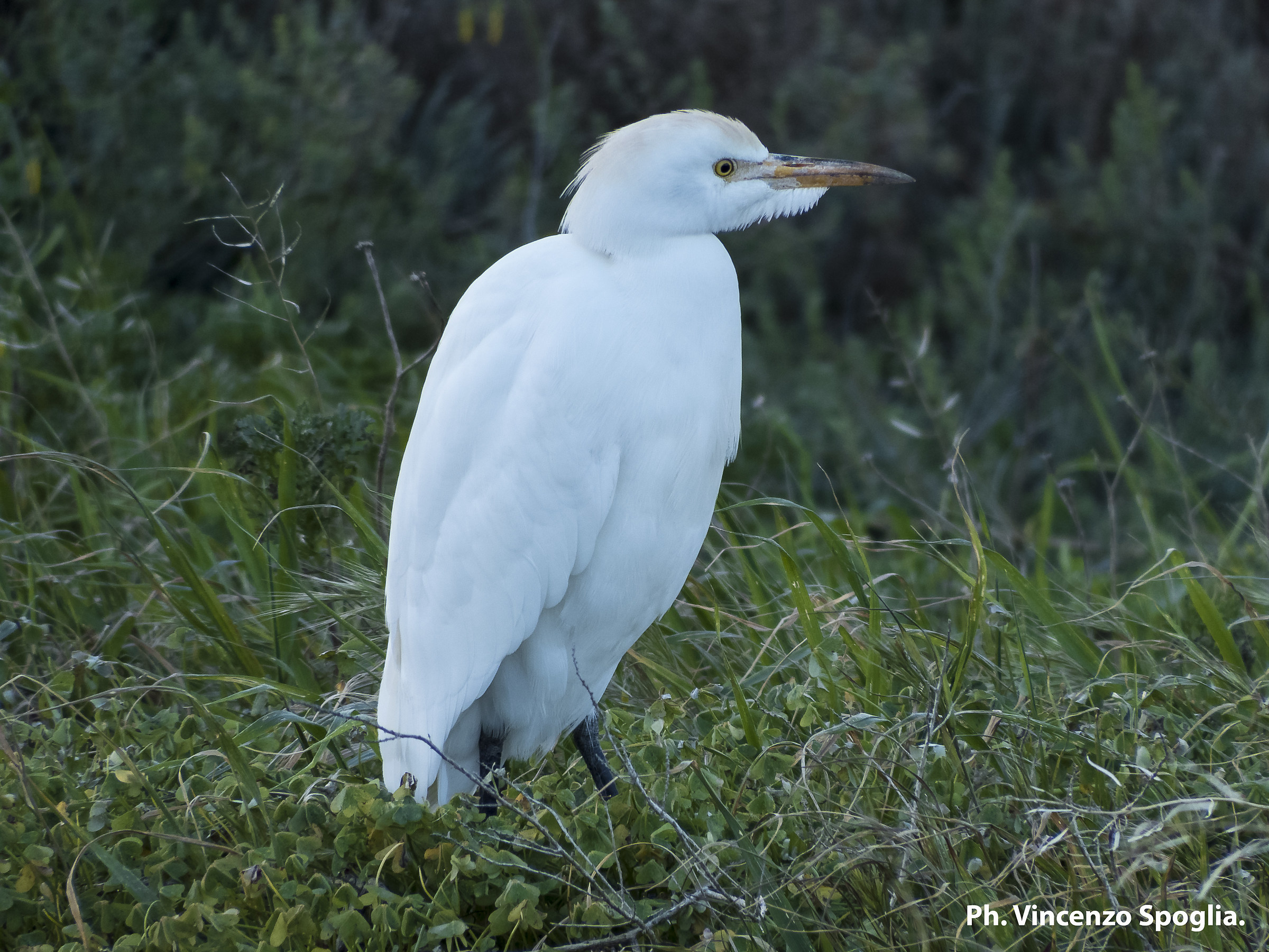 I think it's a great white heron