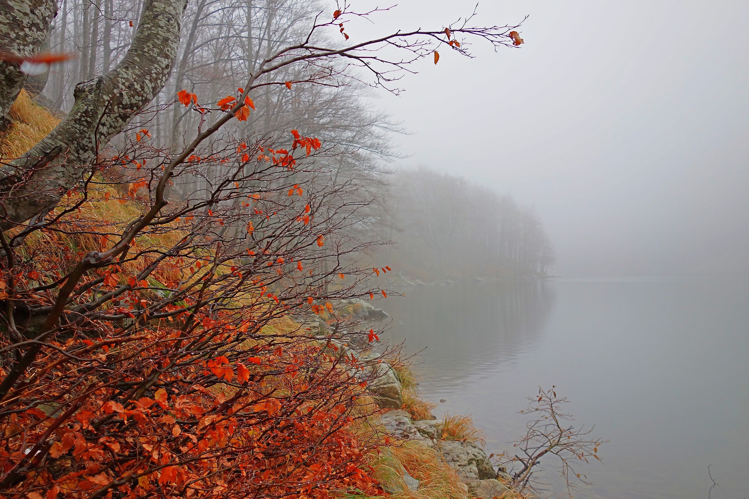 Fog on the Lake