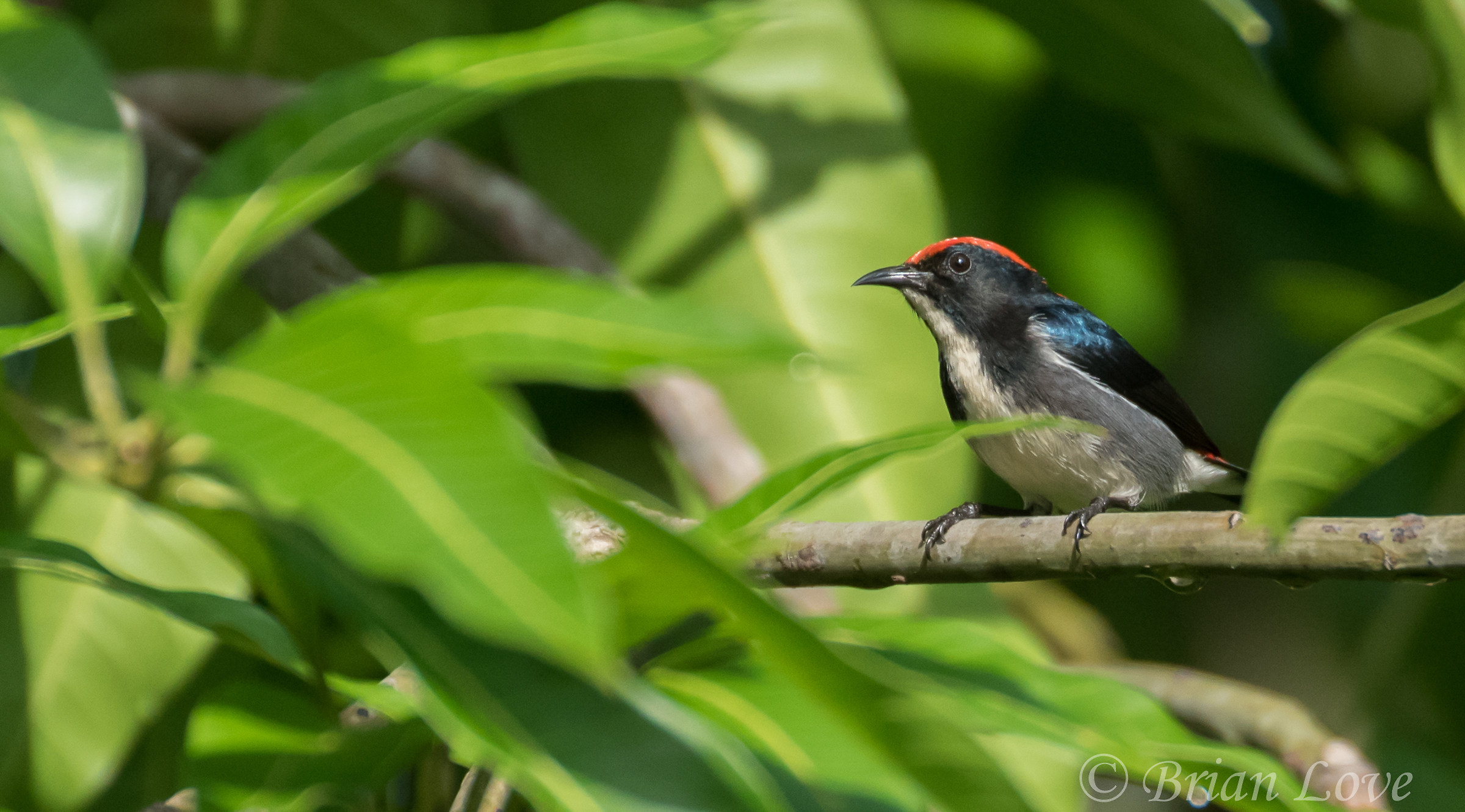 Scarlet Backed dicaeidae