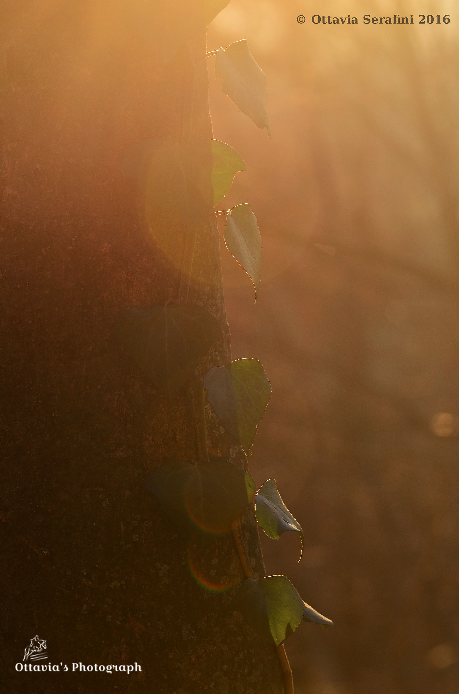 In the fairy forest ....