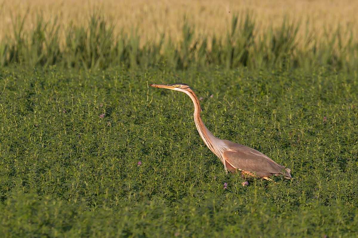 Airone rosso (Ardea purpurea)