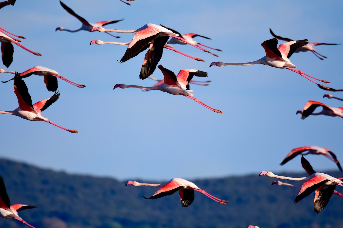 Flamingos Orbetello
