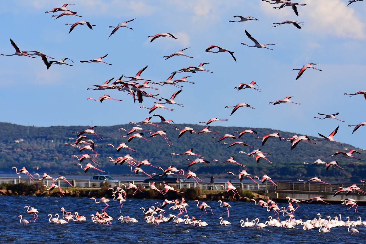Flamingos Orbetello