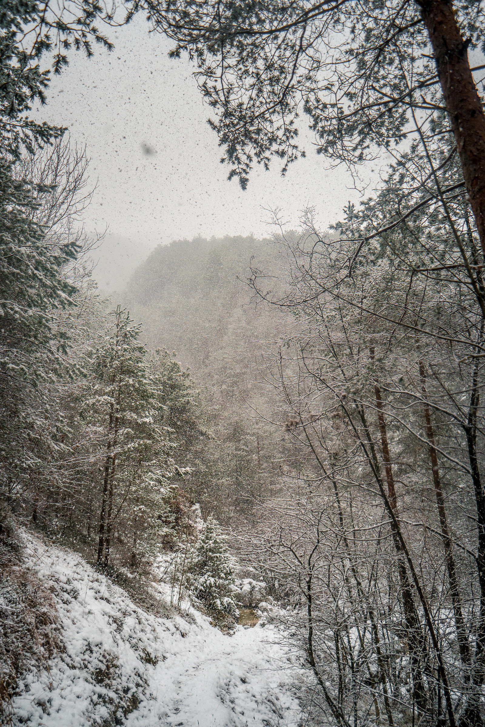 Stolvizza - Nevicata nel Ta Lipa Pot