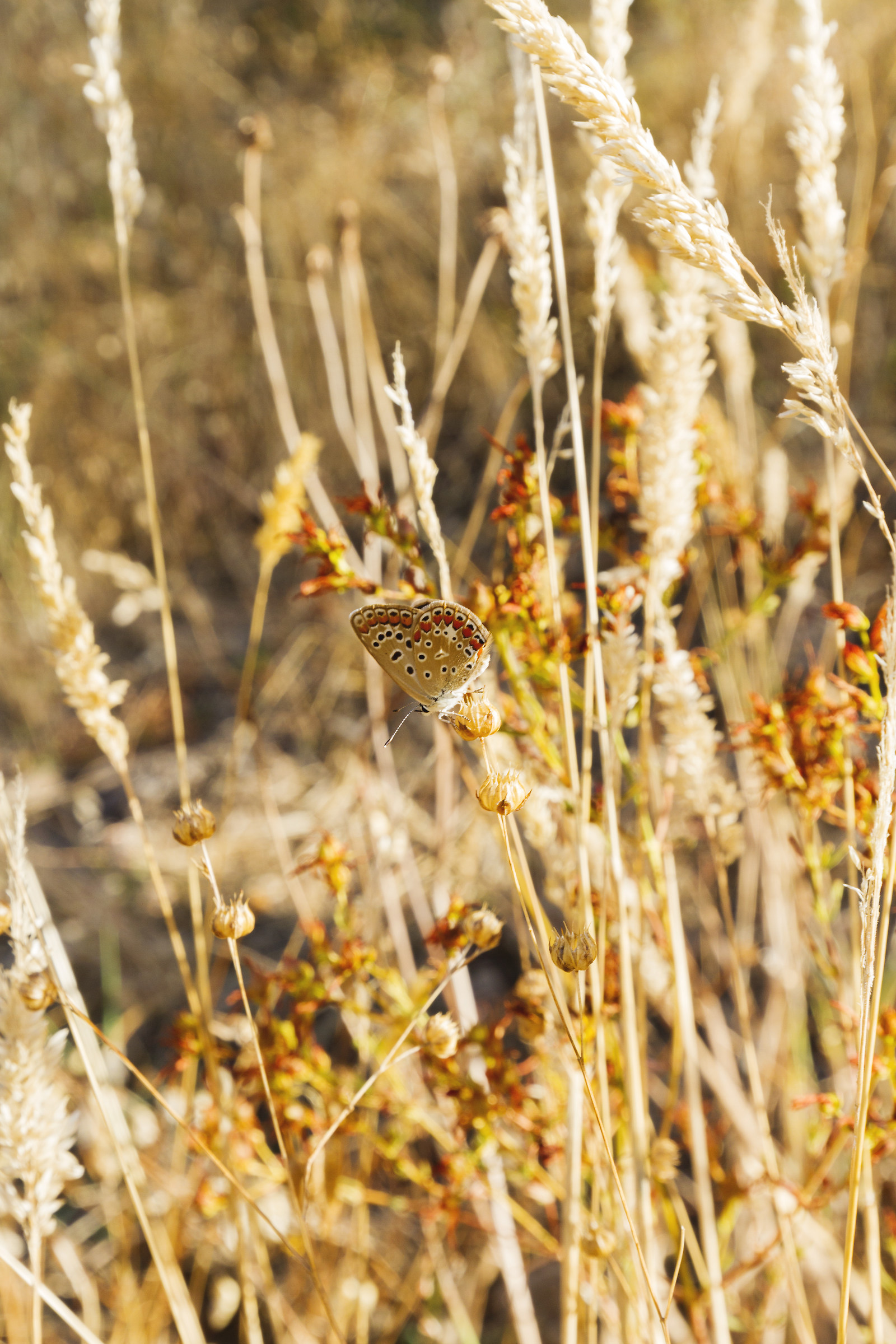 The colors of summer