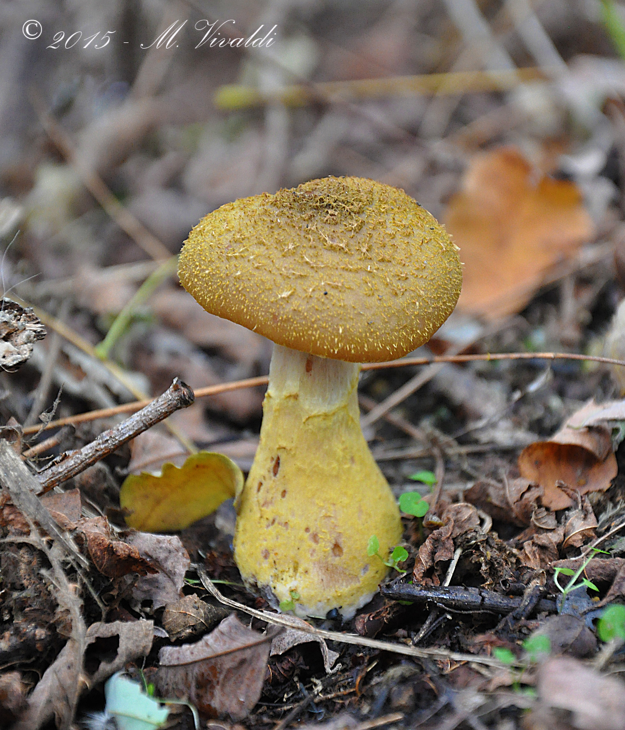 Armillaria gallica