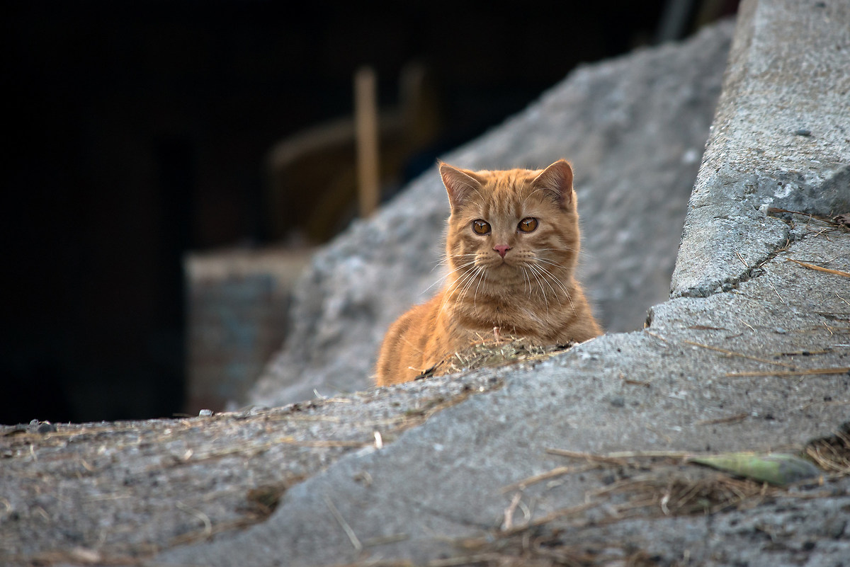 Mici della Val Pesarina
