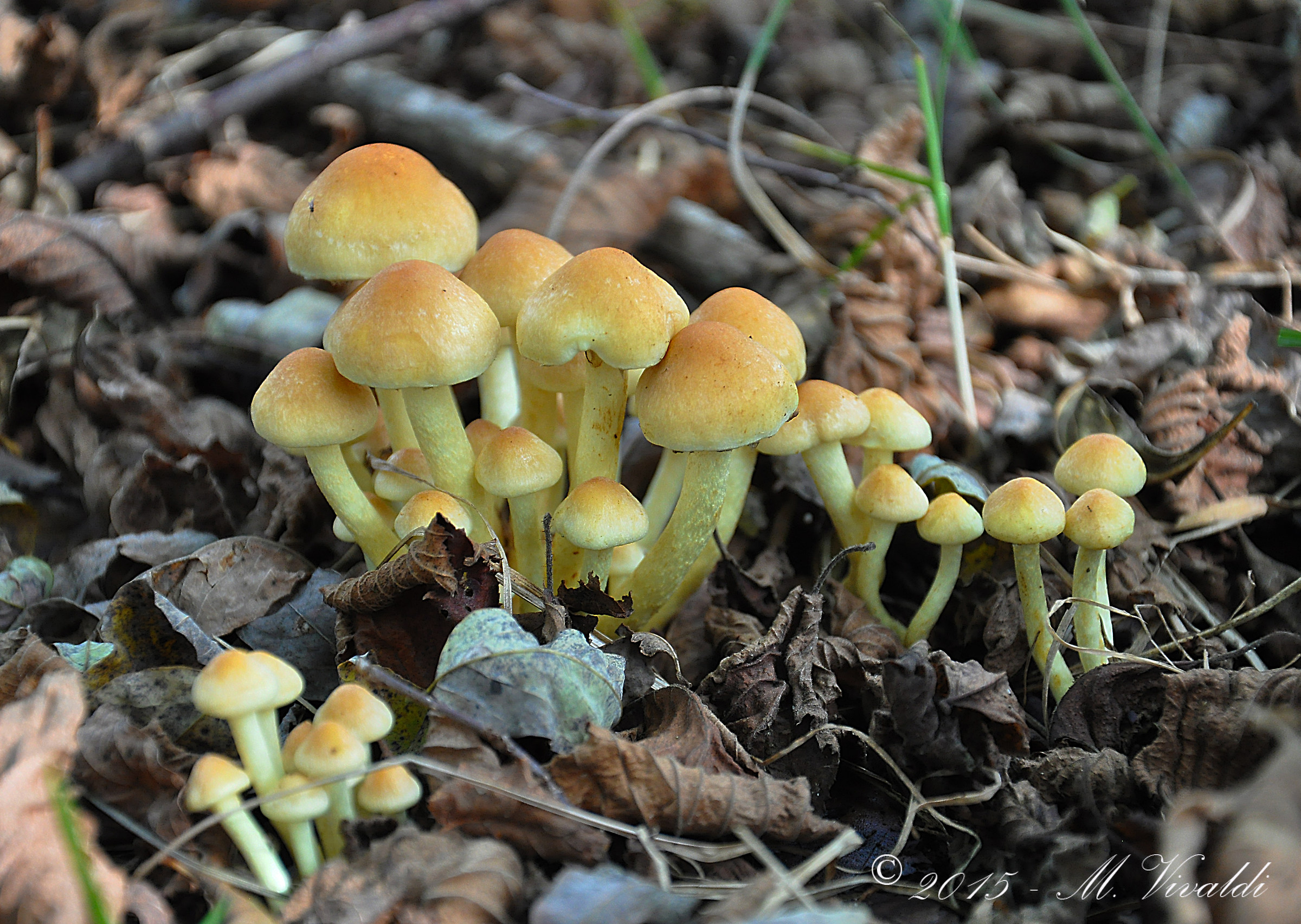Hypholoma fasciculare