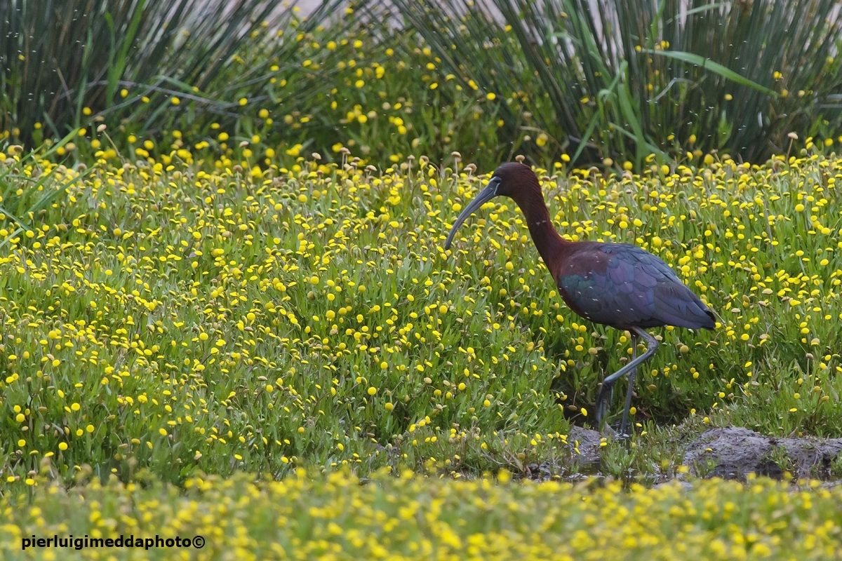 Mignattaio  Plegadis falcinellus