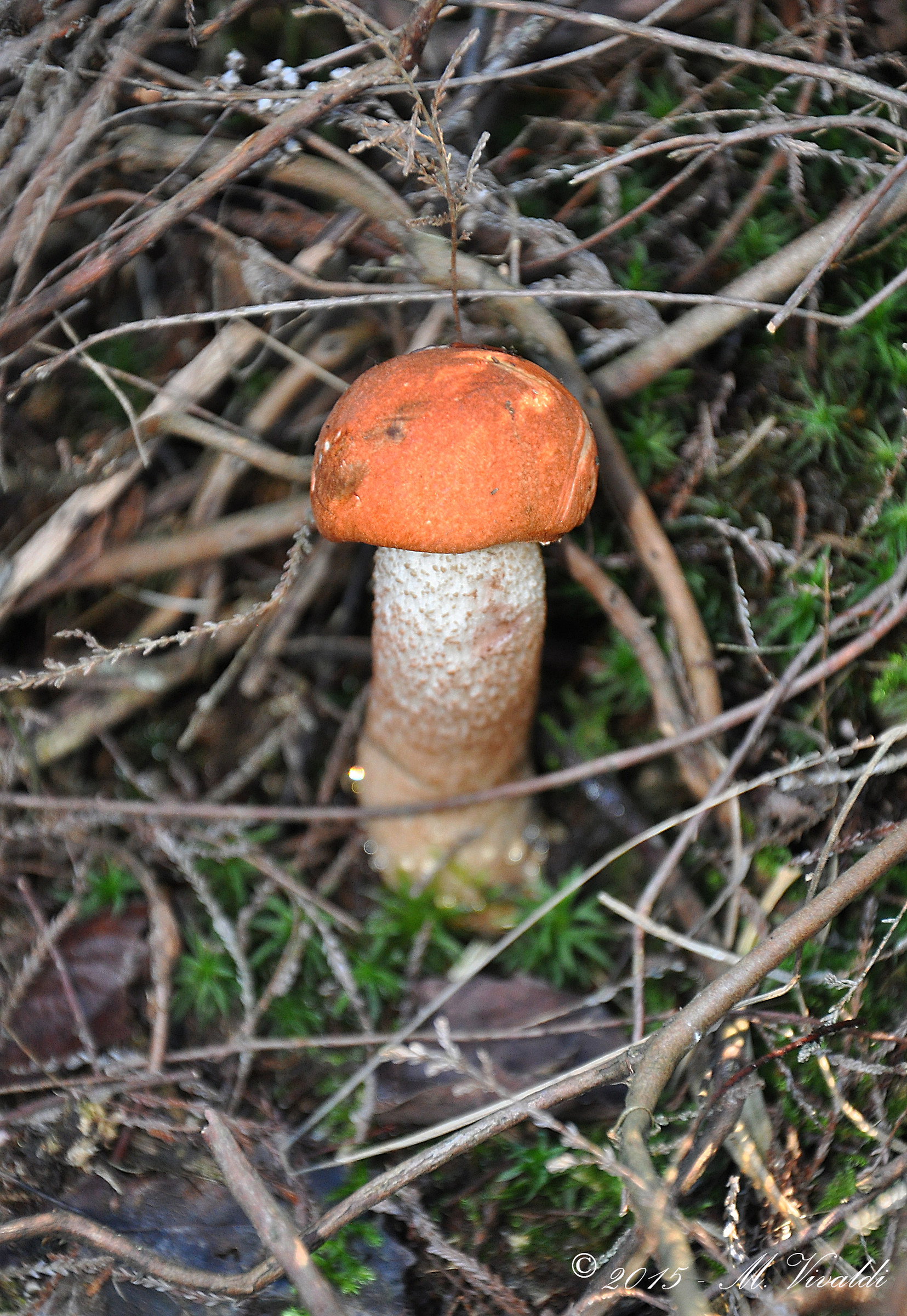 Leccinum aurantiacum