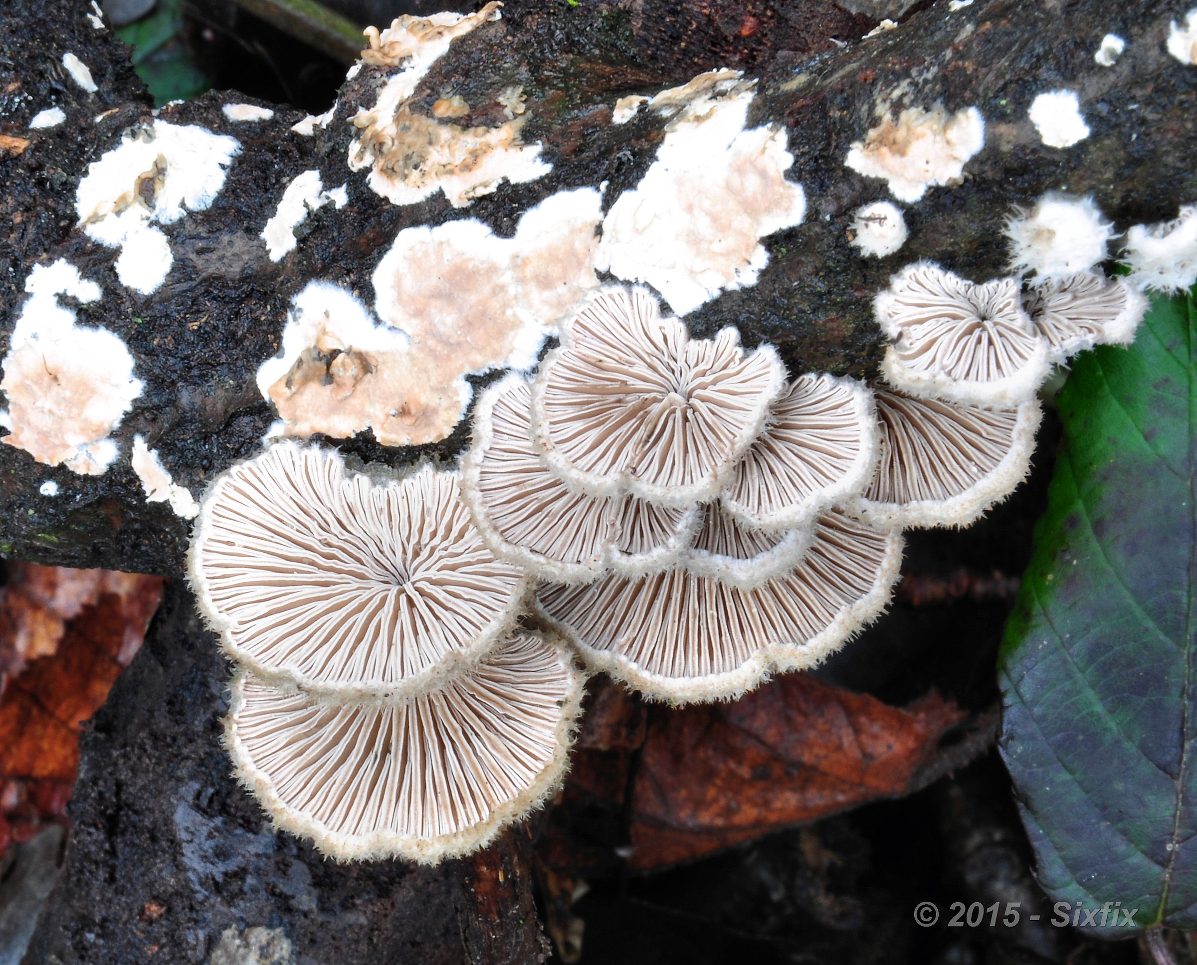 Schizophyllum commune (1)
