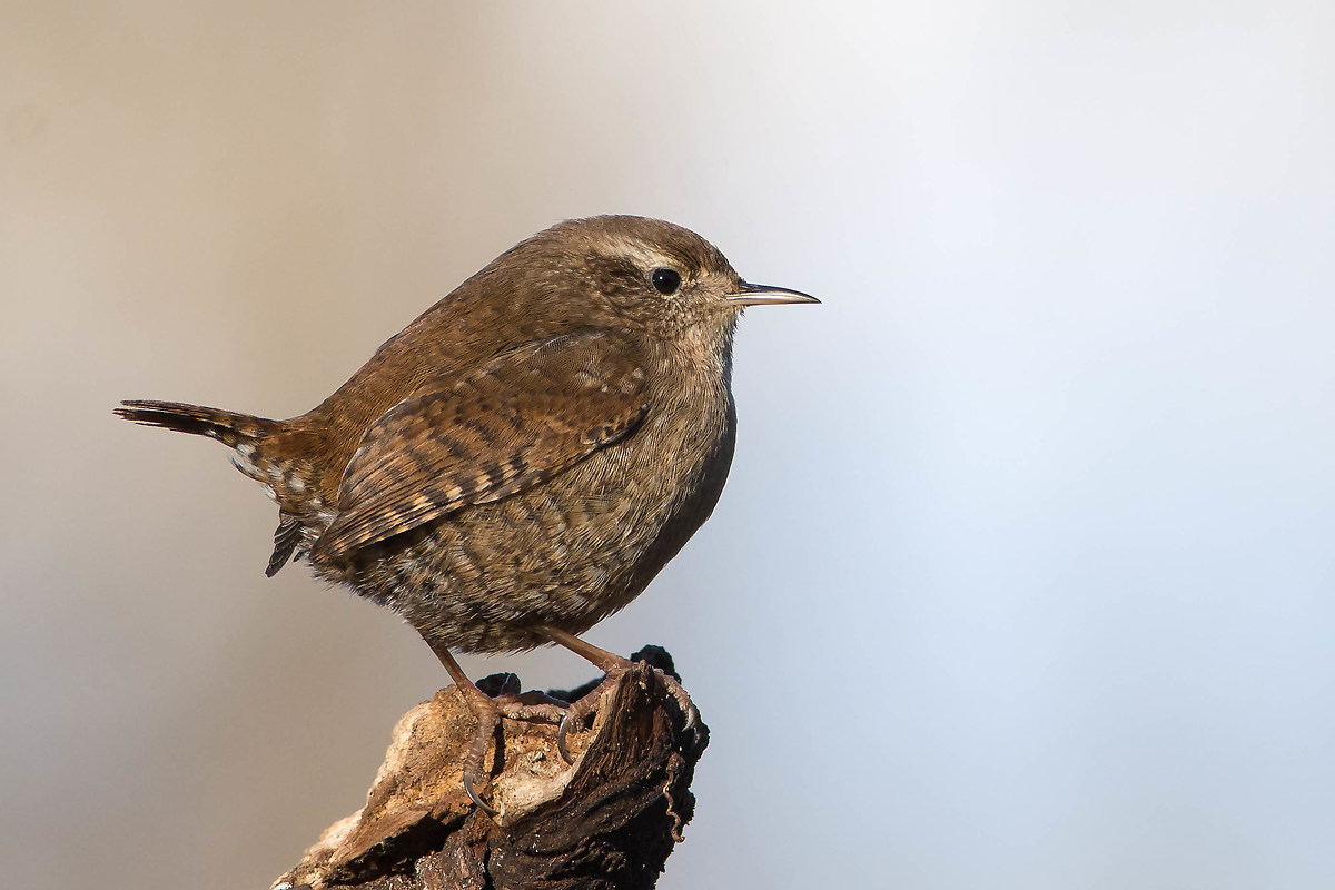 Wren