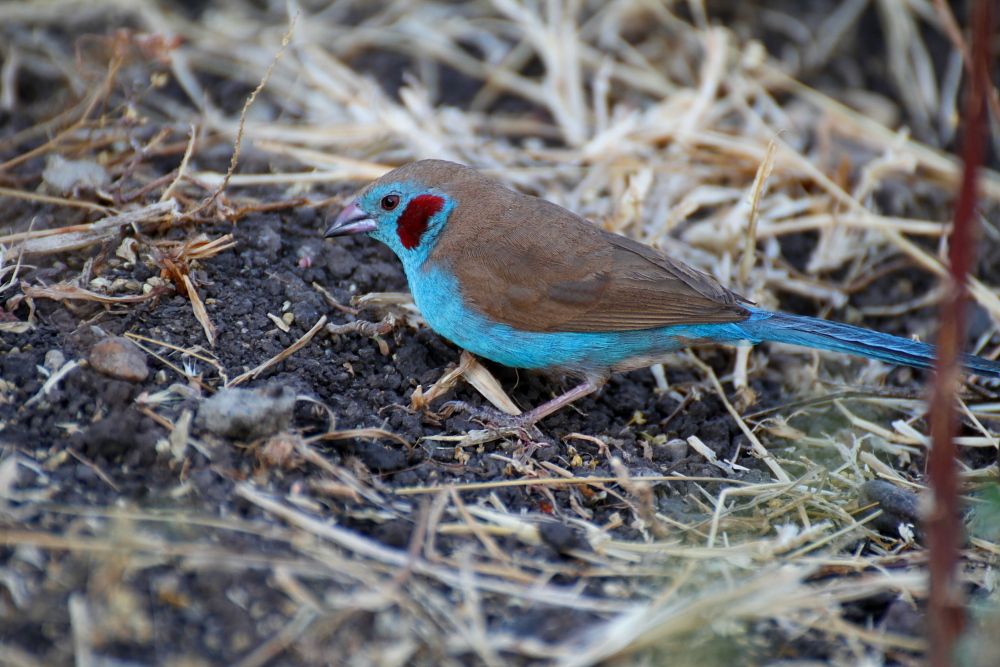 red kiss(cordon blu)