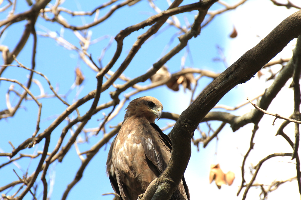 predatore(milvus migrans)