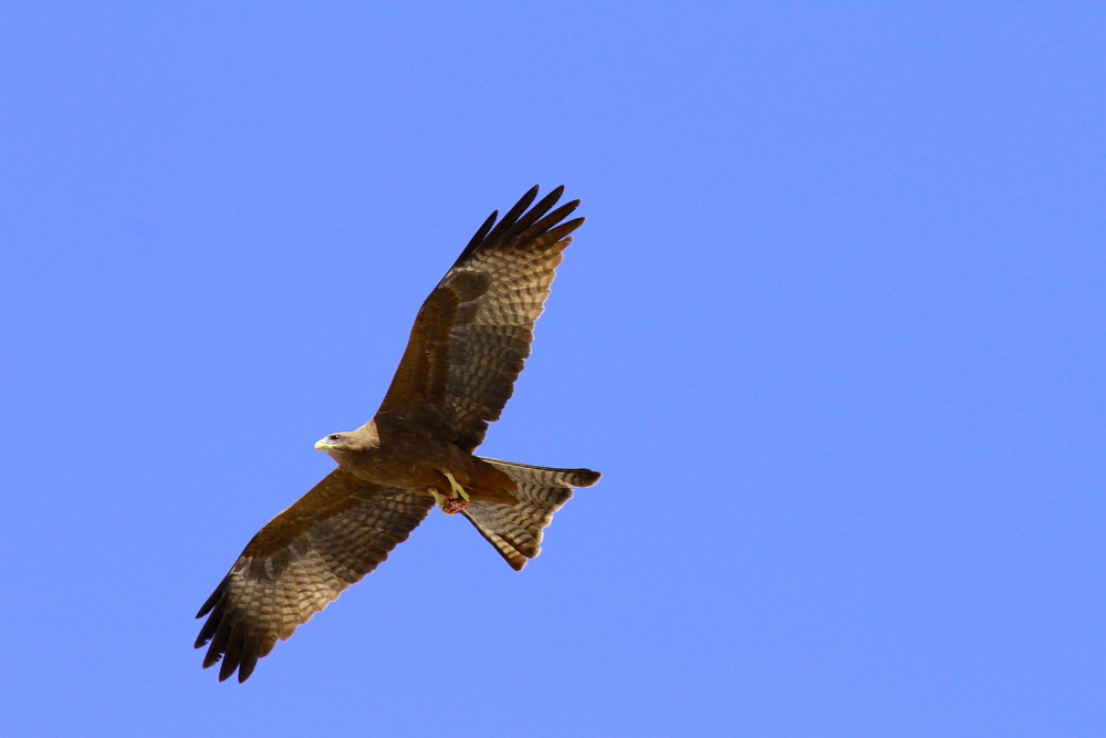 predatore(milvus migrans)