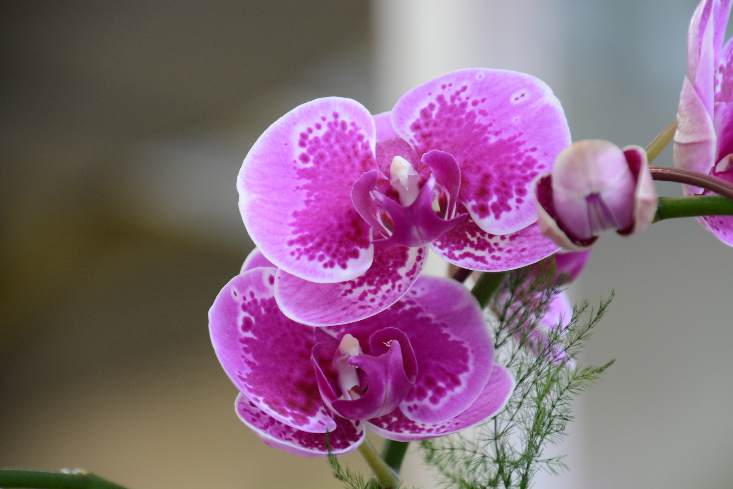 In the streets of Hong Kong