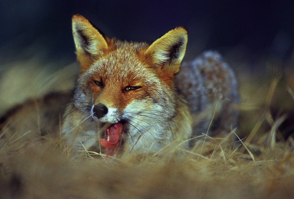 red fox