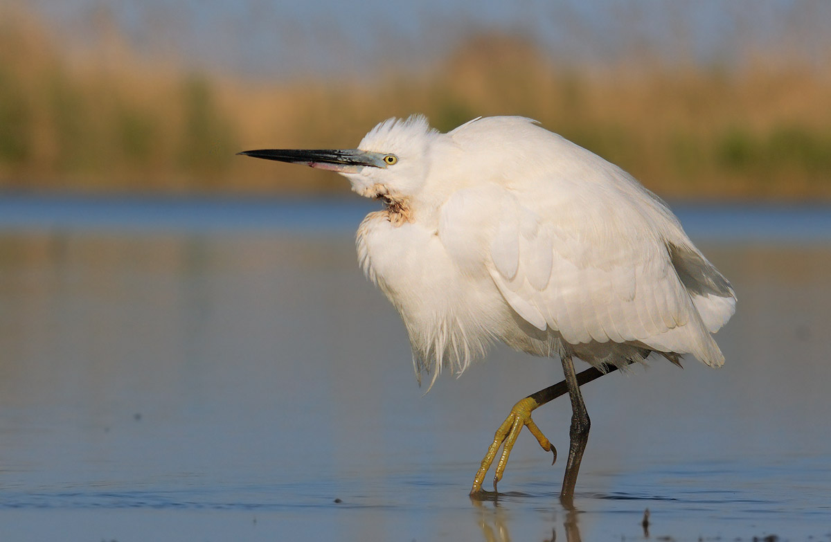 egret