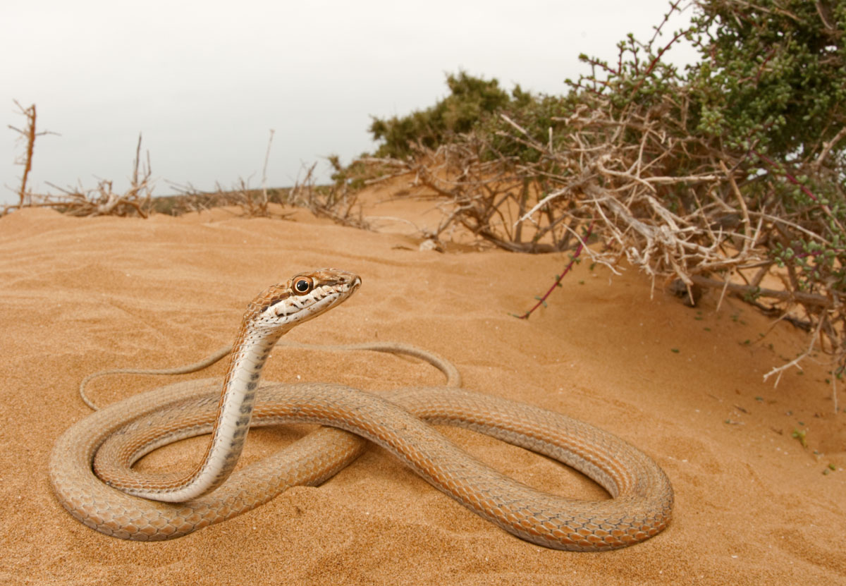 Psammophis schokari