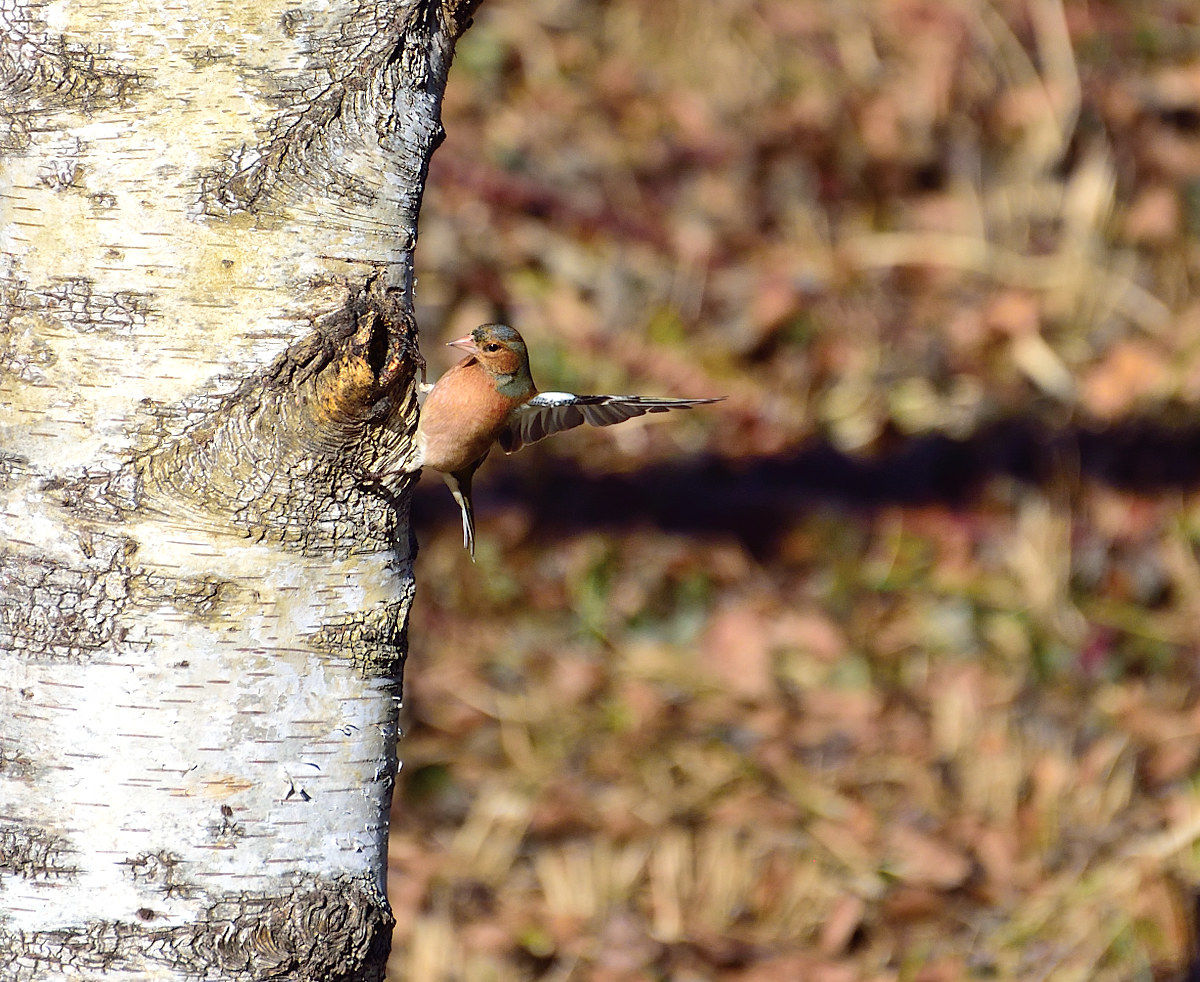 for the output of the '