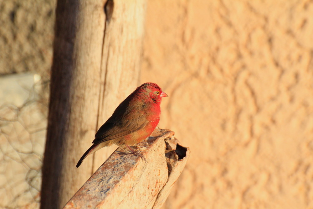 rosso( lagonosticta senegala)