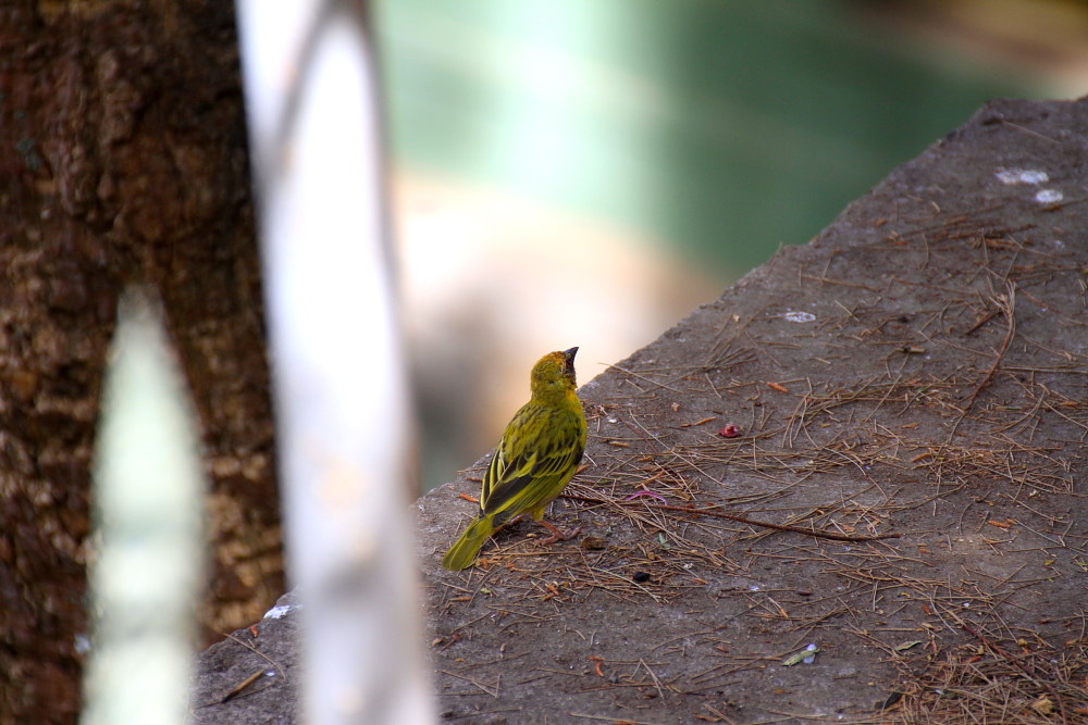 giallo(serinus cittrinelloides)
