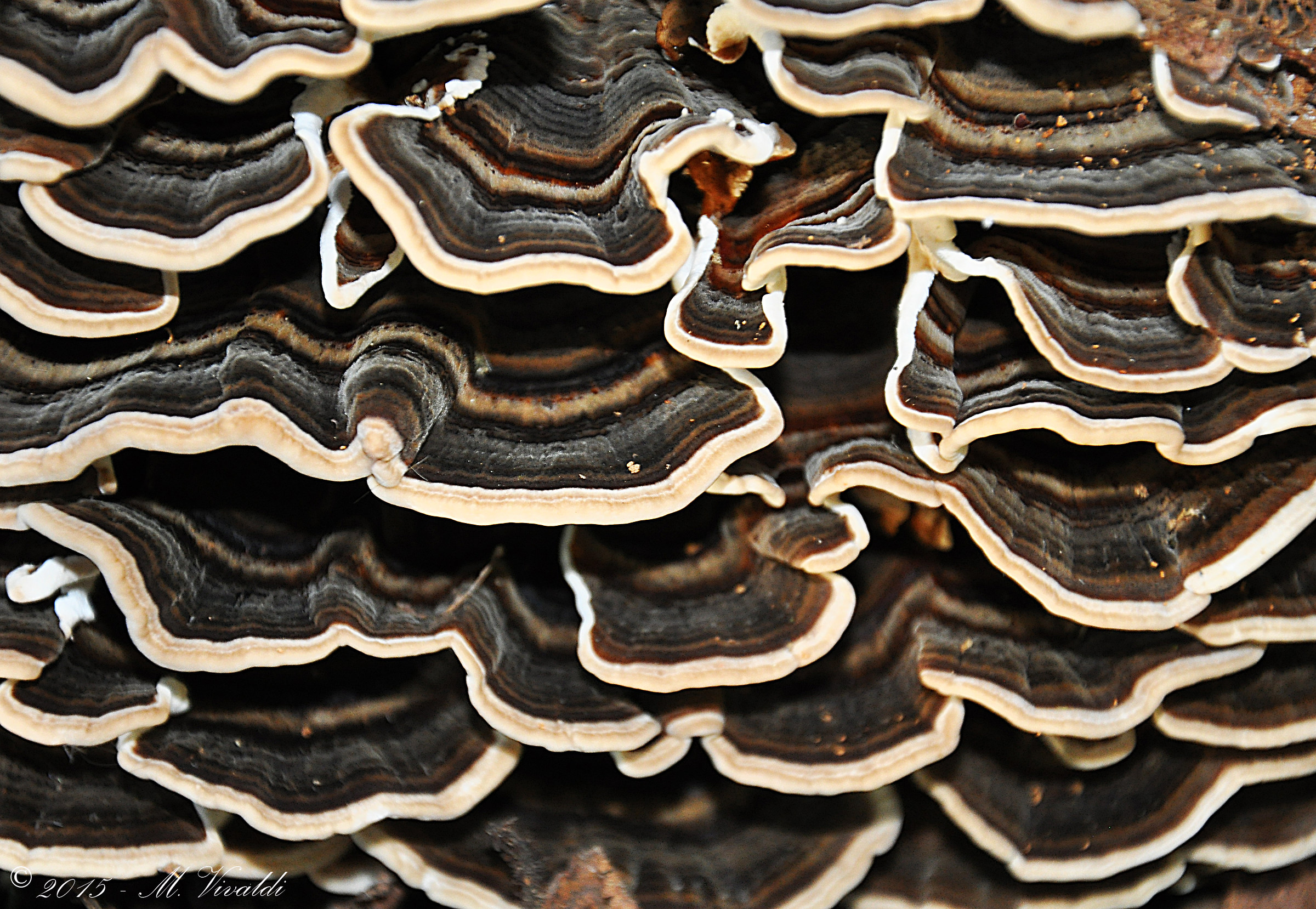 Trametes versicolor