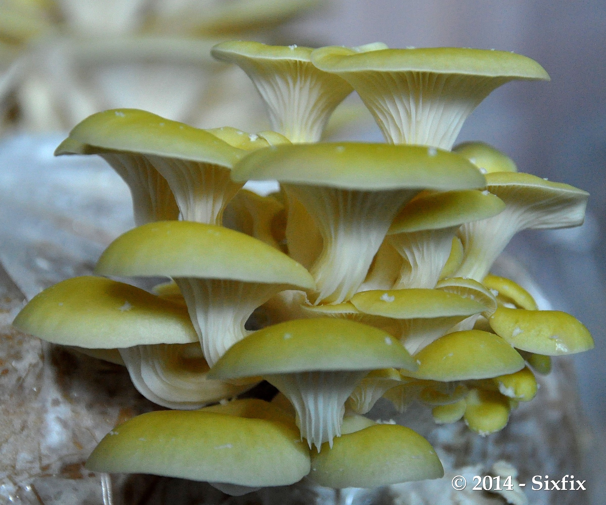 Pleurotus citrinopileatus