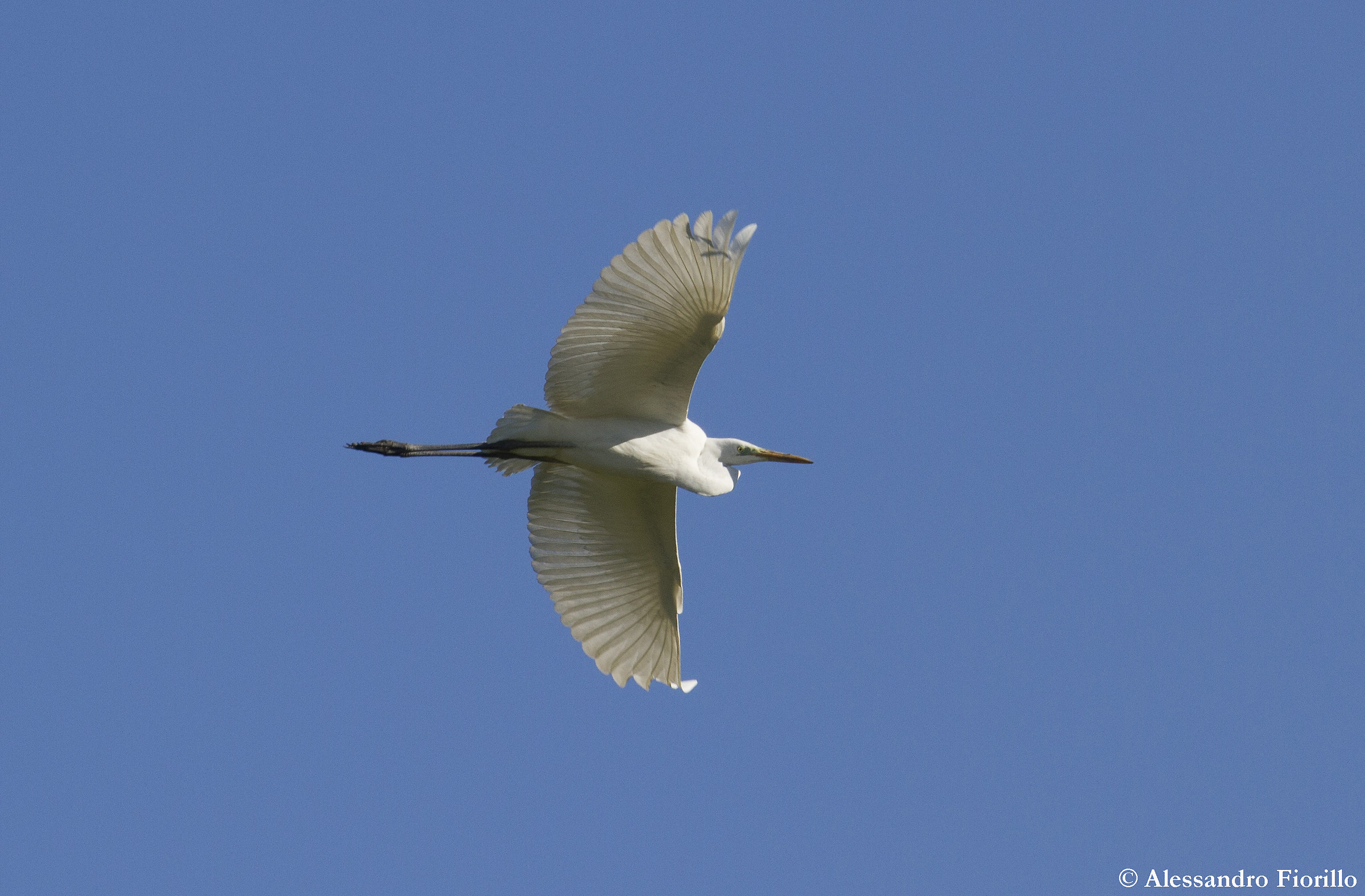 Great Egret