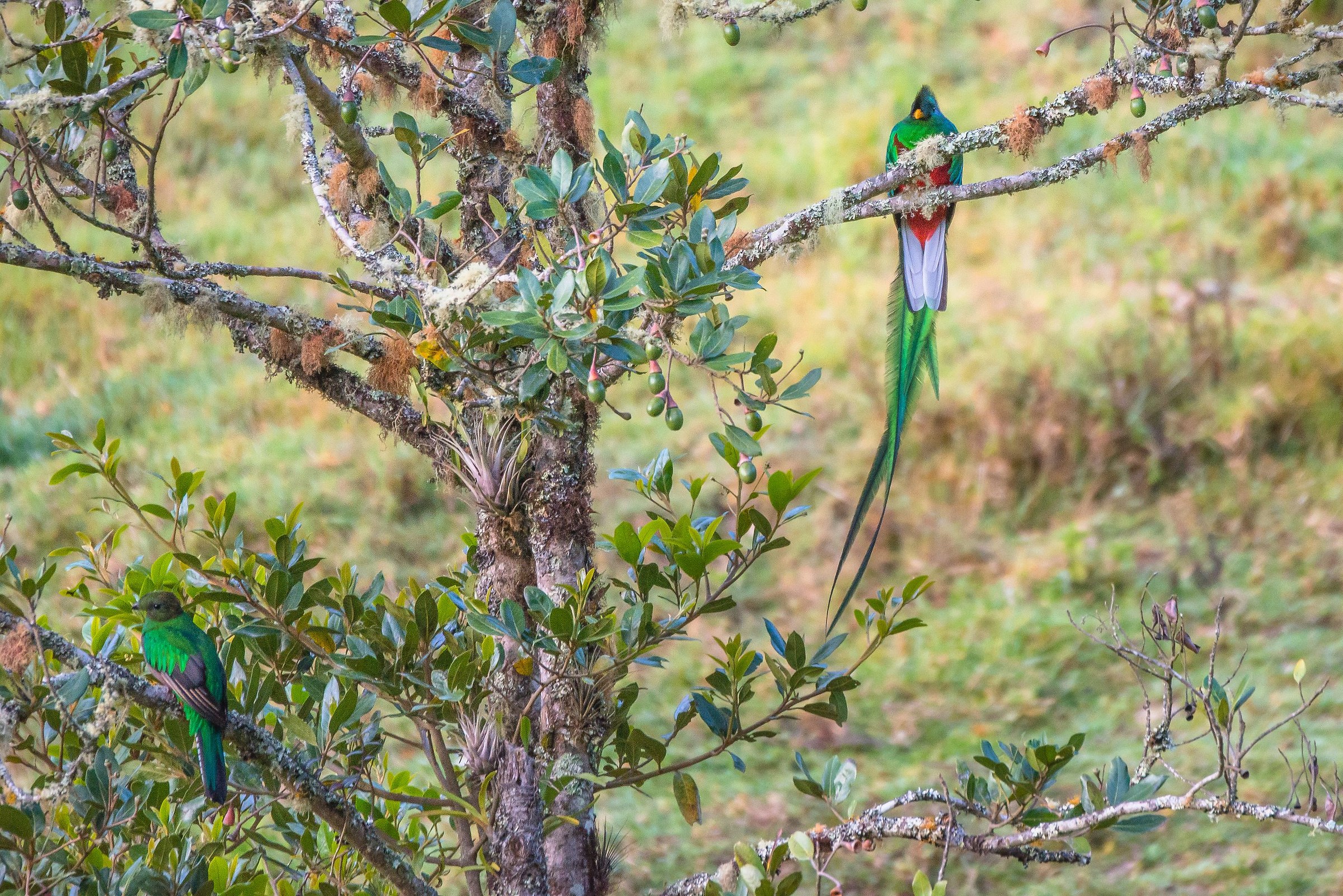 A Quetzal couple