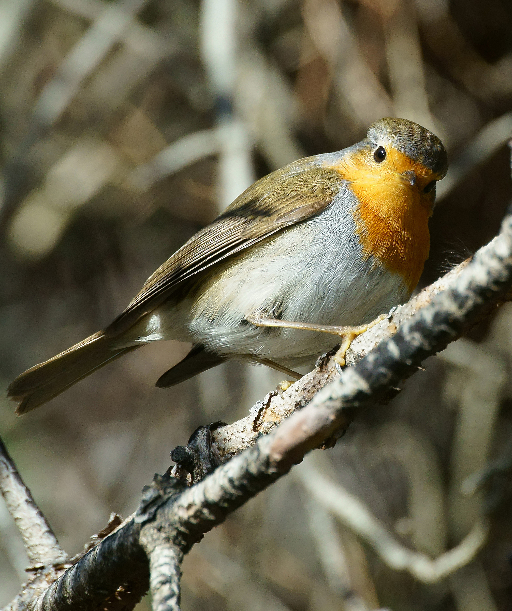 Robin