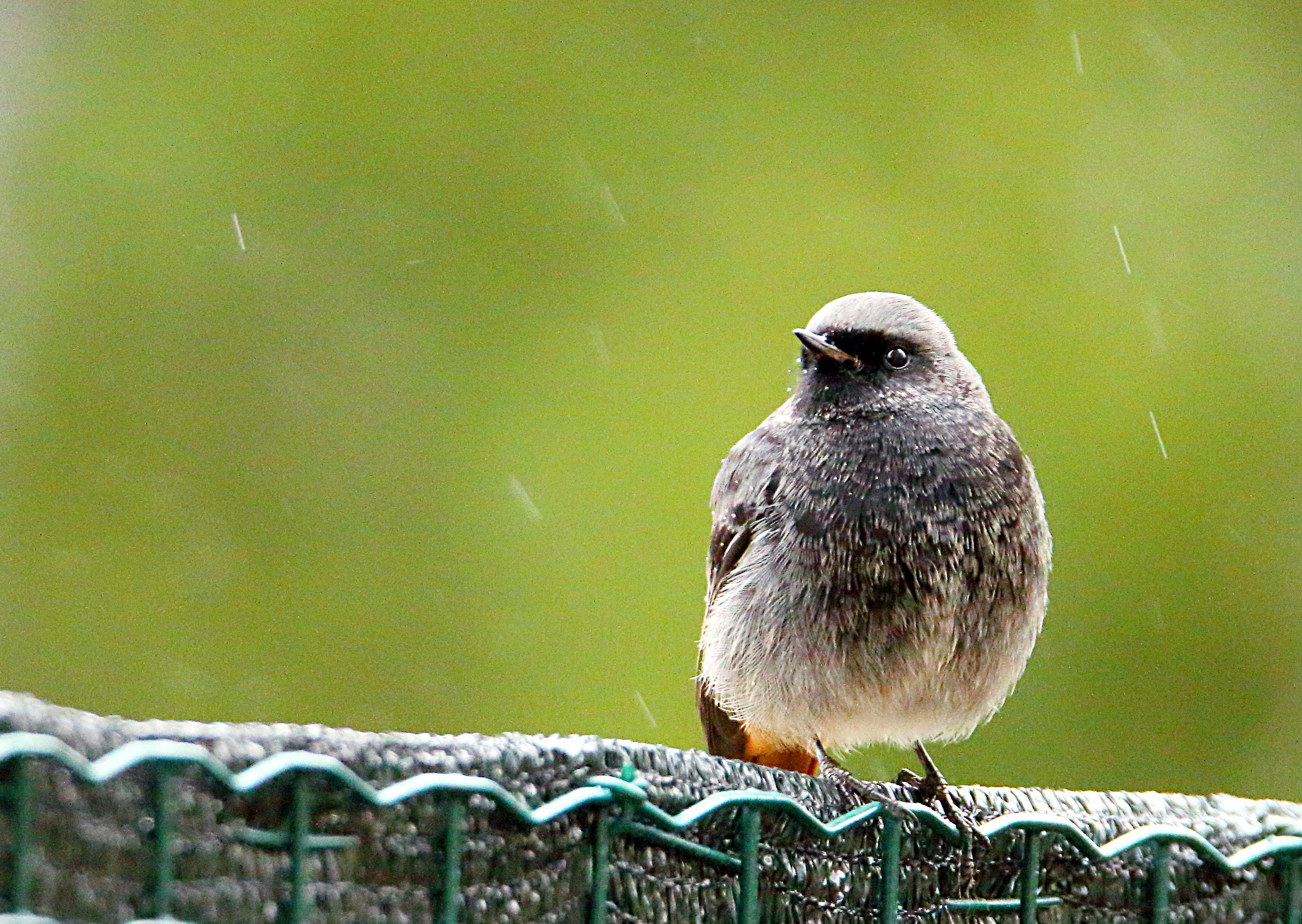 Chimney sweep Redstart ???