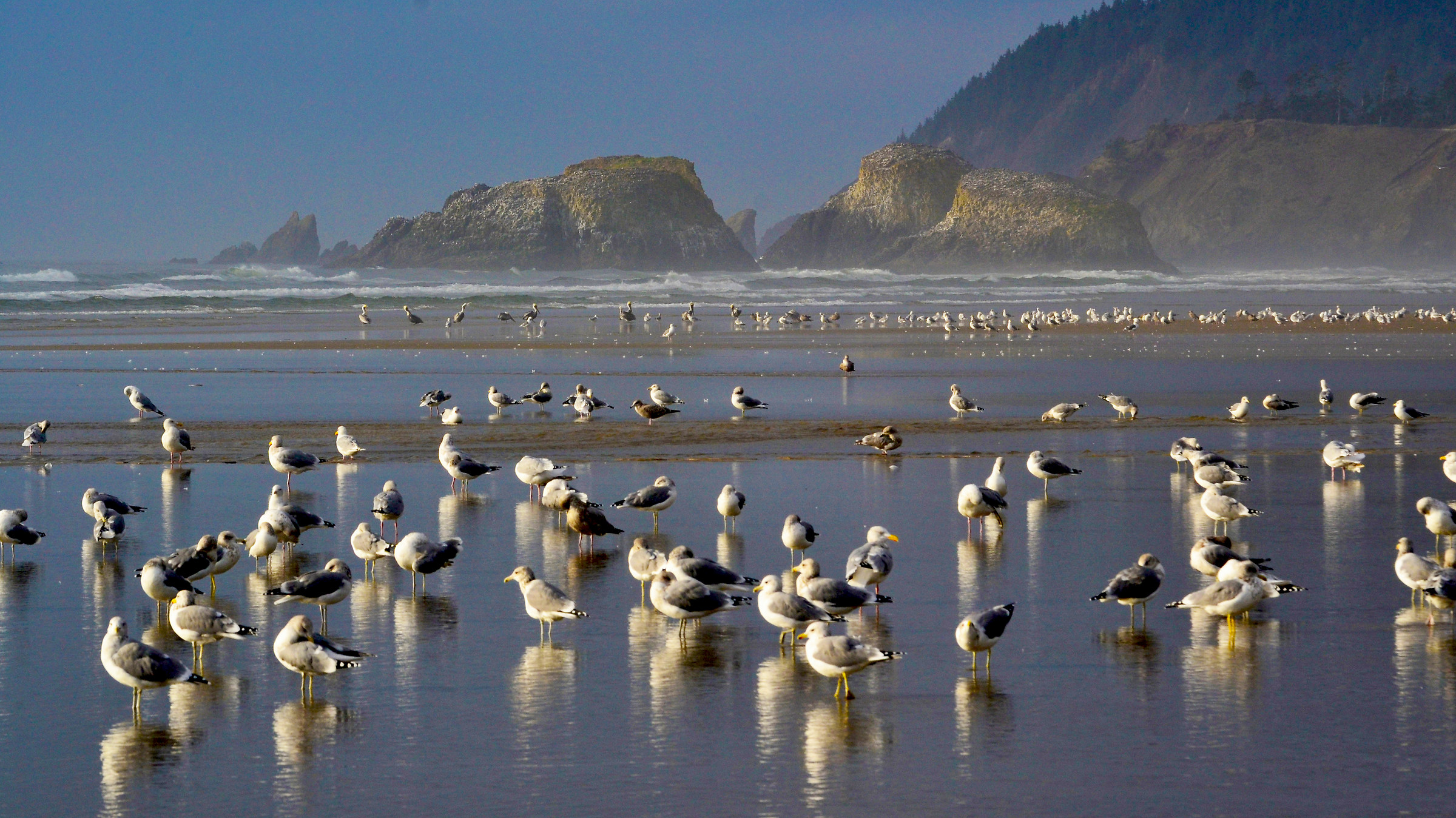 Seagulls in Pacific Ocean