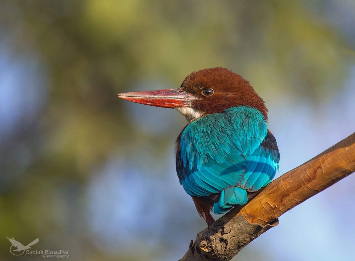 White Breasted Kingfisher.