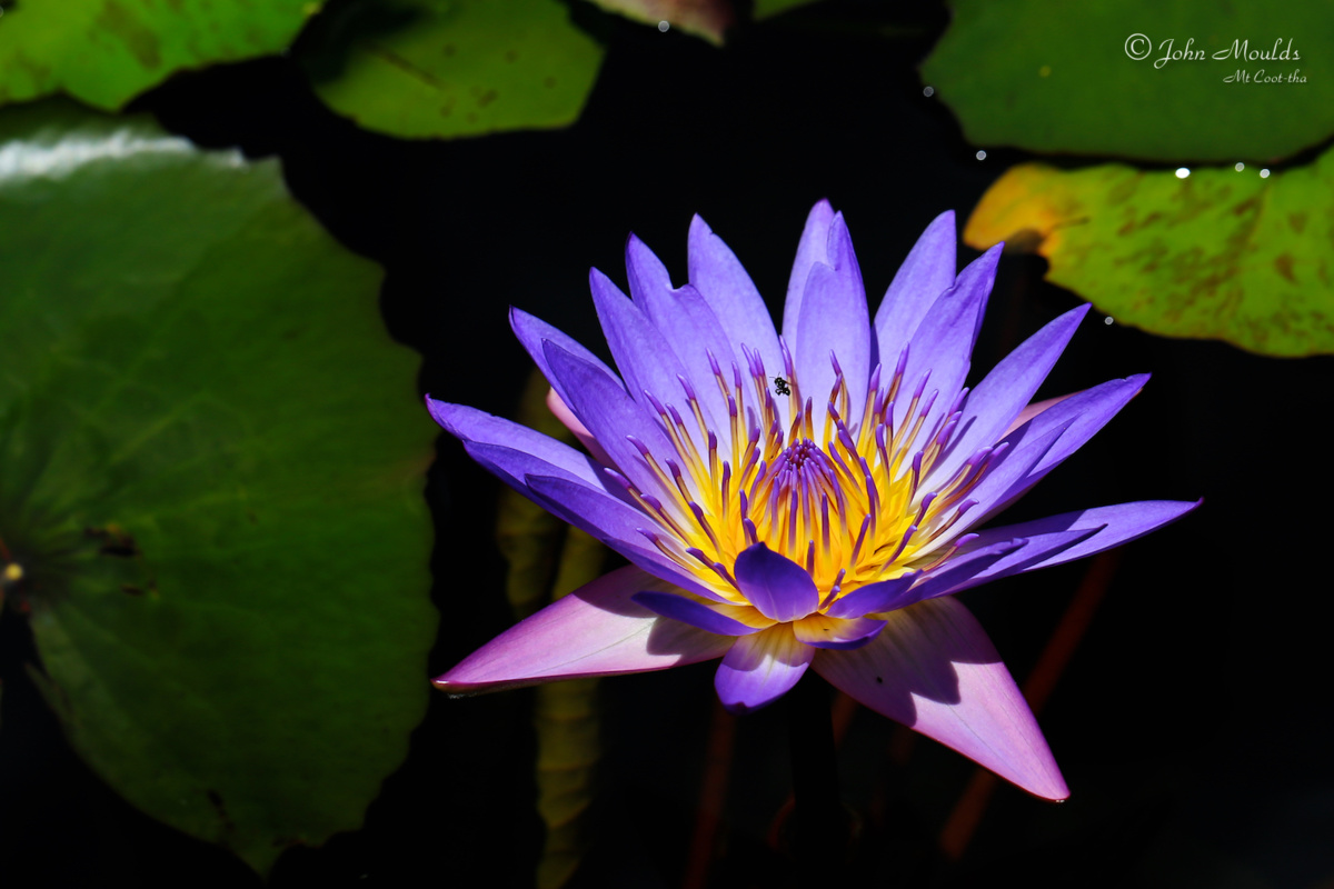 Api senza pungiglione ...